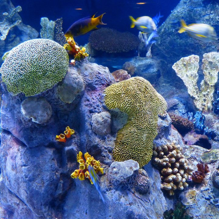 reef-gf251a7fd3_1920 reef-gf251a7fd3_1920
